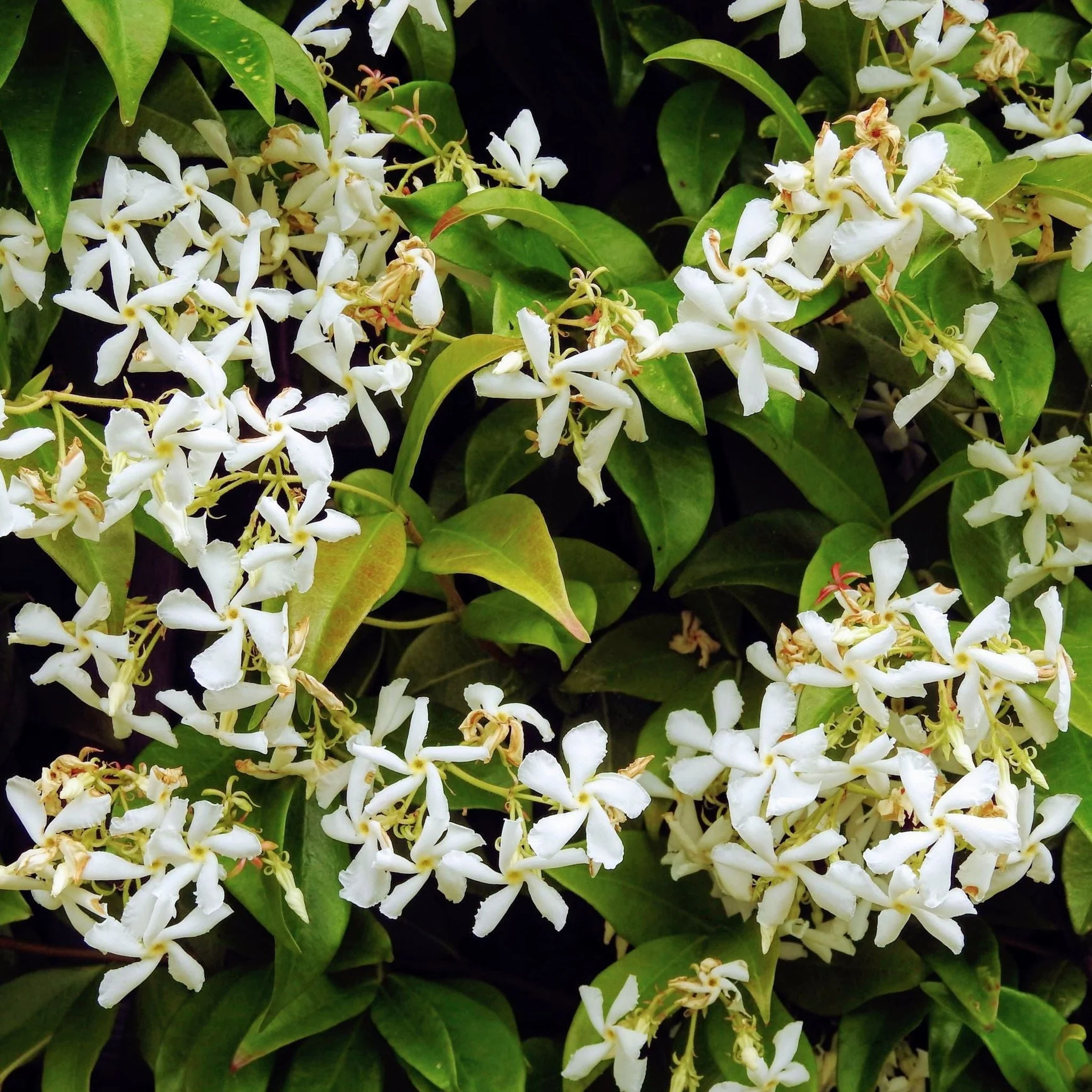 Trachelospermum jasminoides | Evergreen Star Jasmine Cone - Image 4