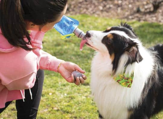 Vapur Ez Lick Portable Dog Water Bottle 700ml - Element - Water - Image 5