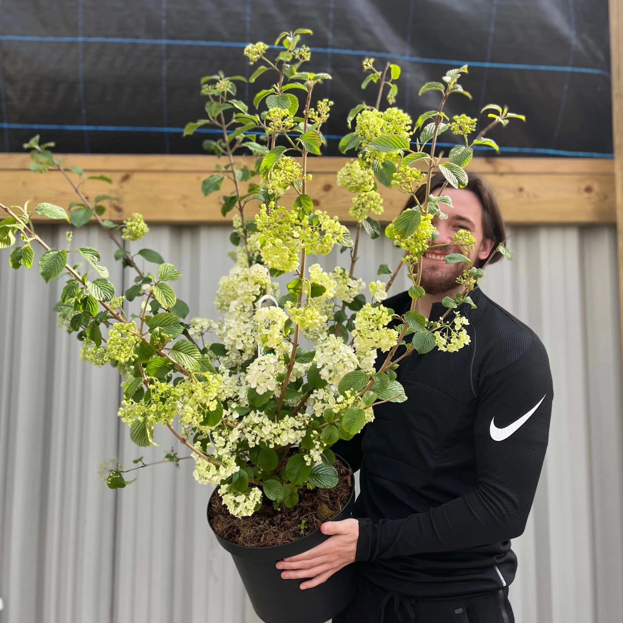 Viburnum plicatum 'Popcorn' | 4L / 10L - Image 3