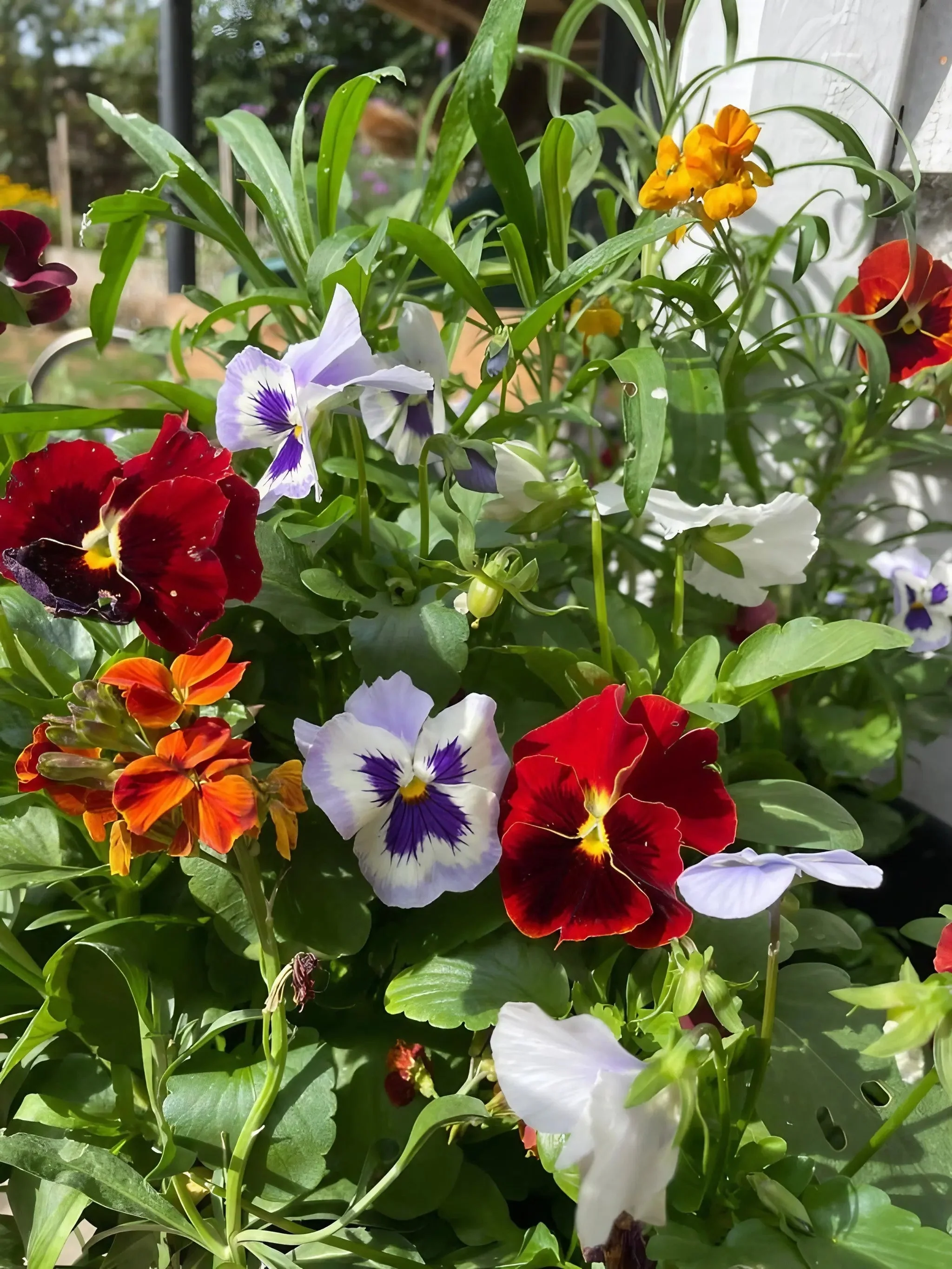 Viola Cornuta Large Flower Mix - Image 2