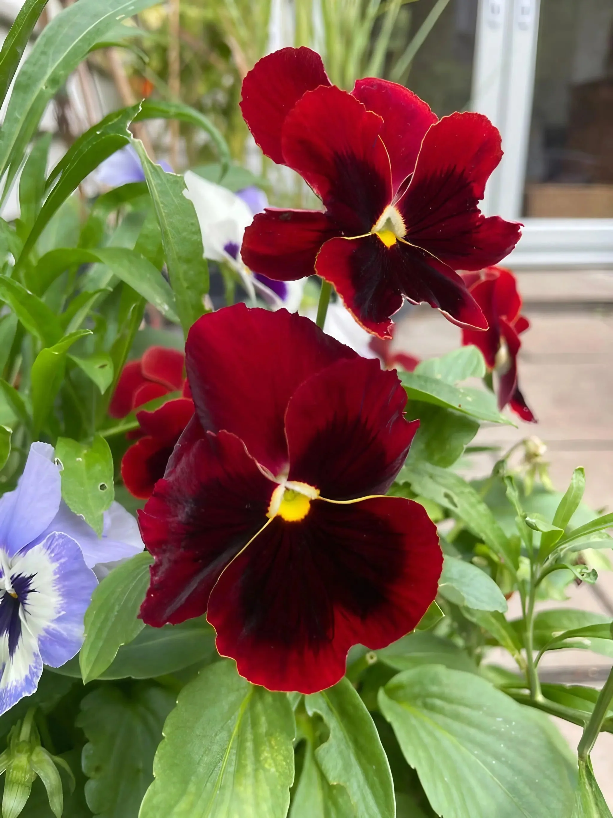 Viola Cornuta Large Flower Mix - Image 7