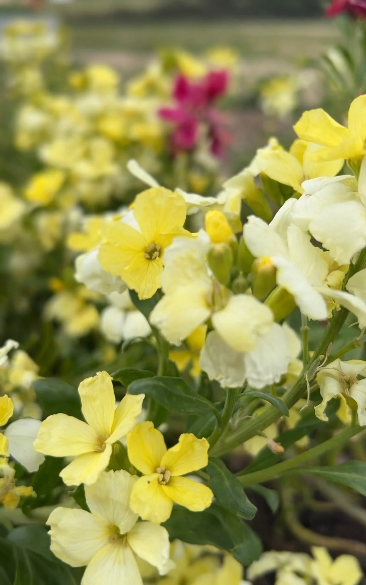 Wallflower Ivory White - Image 3