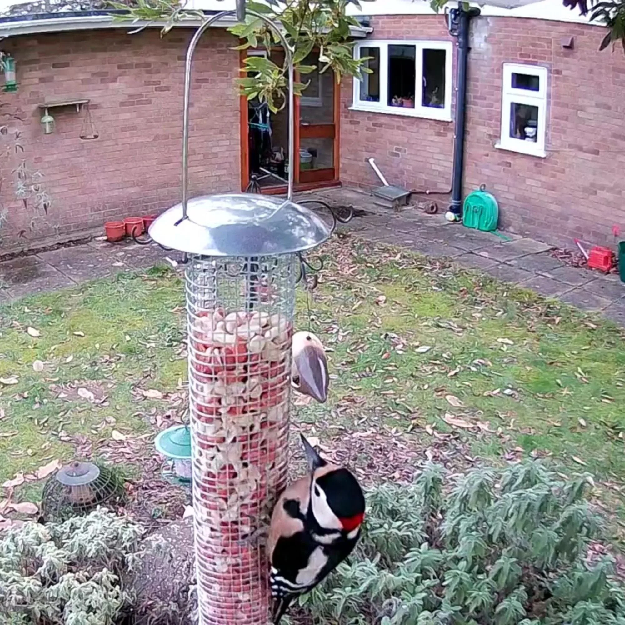 WiFi Bird Feeder HD Camera Pack - Image 4