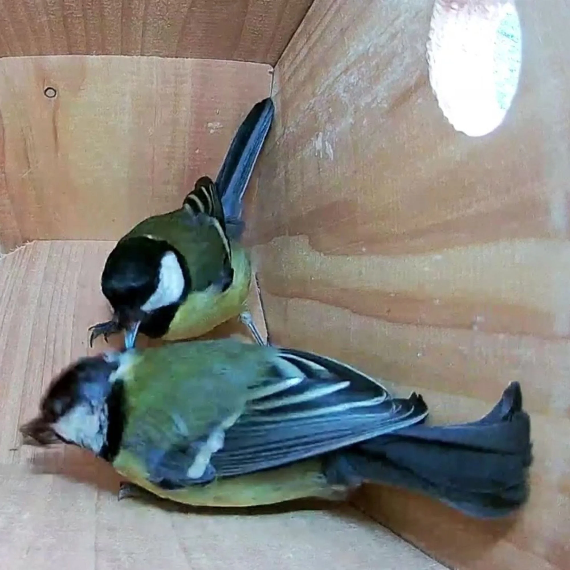 WiFi Side View Bird Box Camera Complete Pack - Image 3