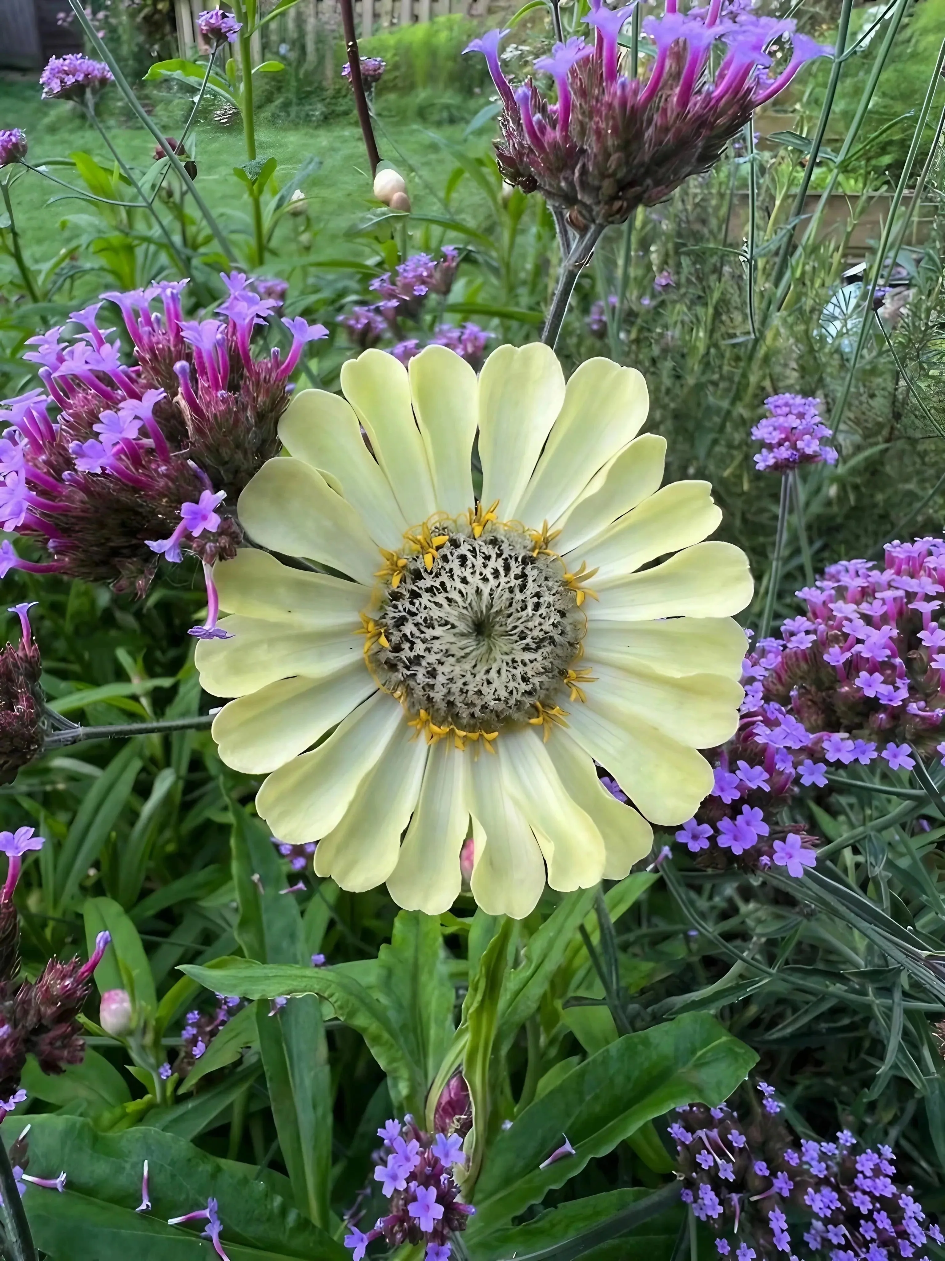 Zinnia Green Envy - Image 4