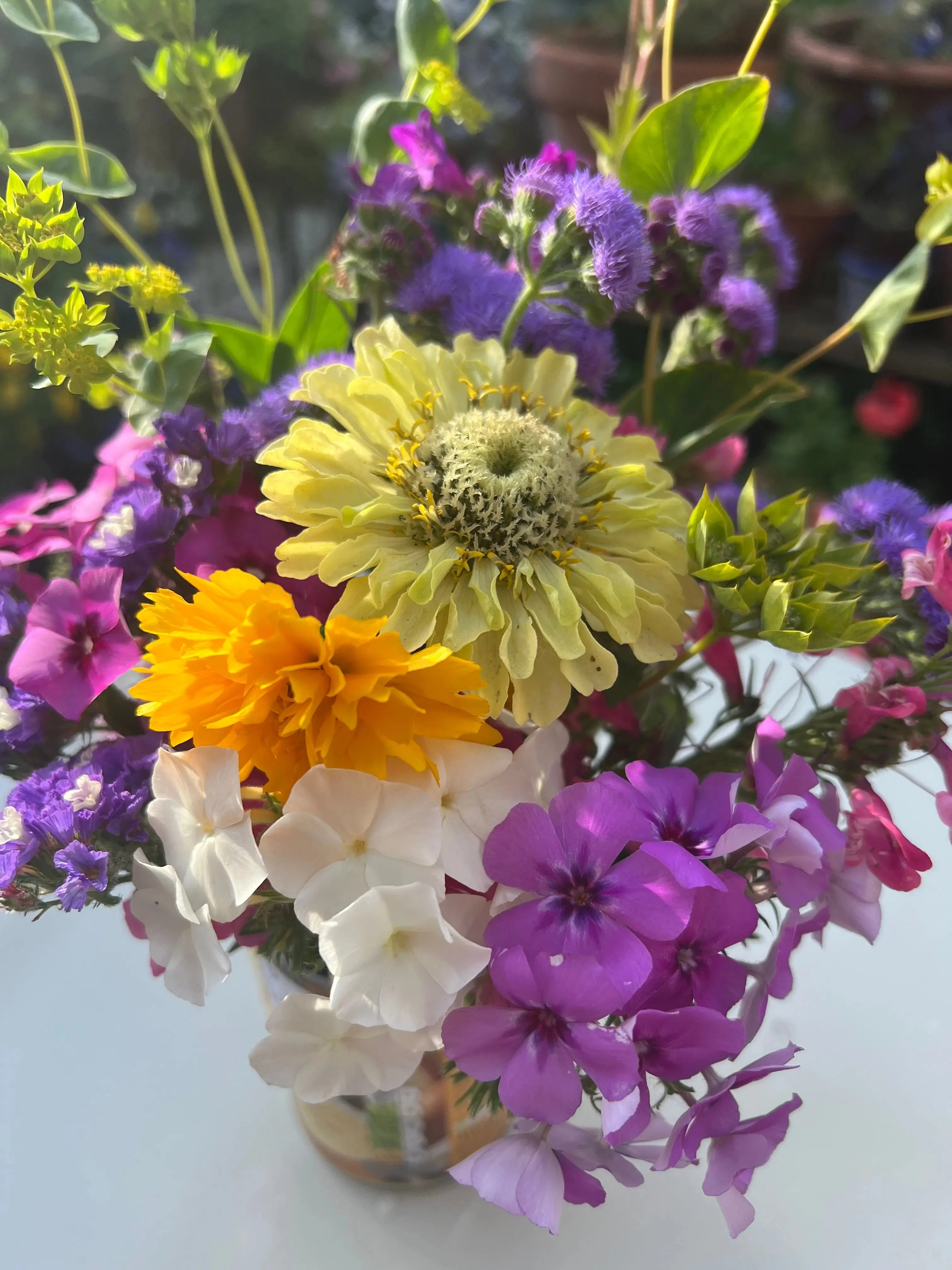 Zinnia Green Envy - Image 7