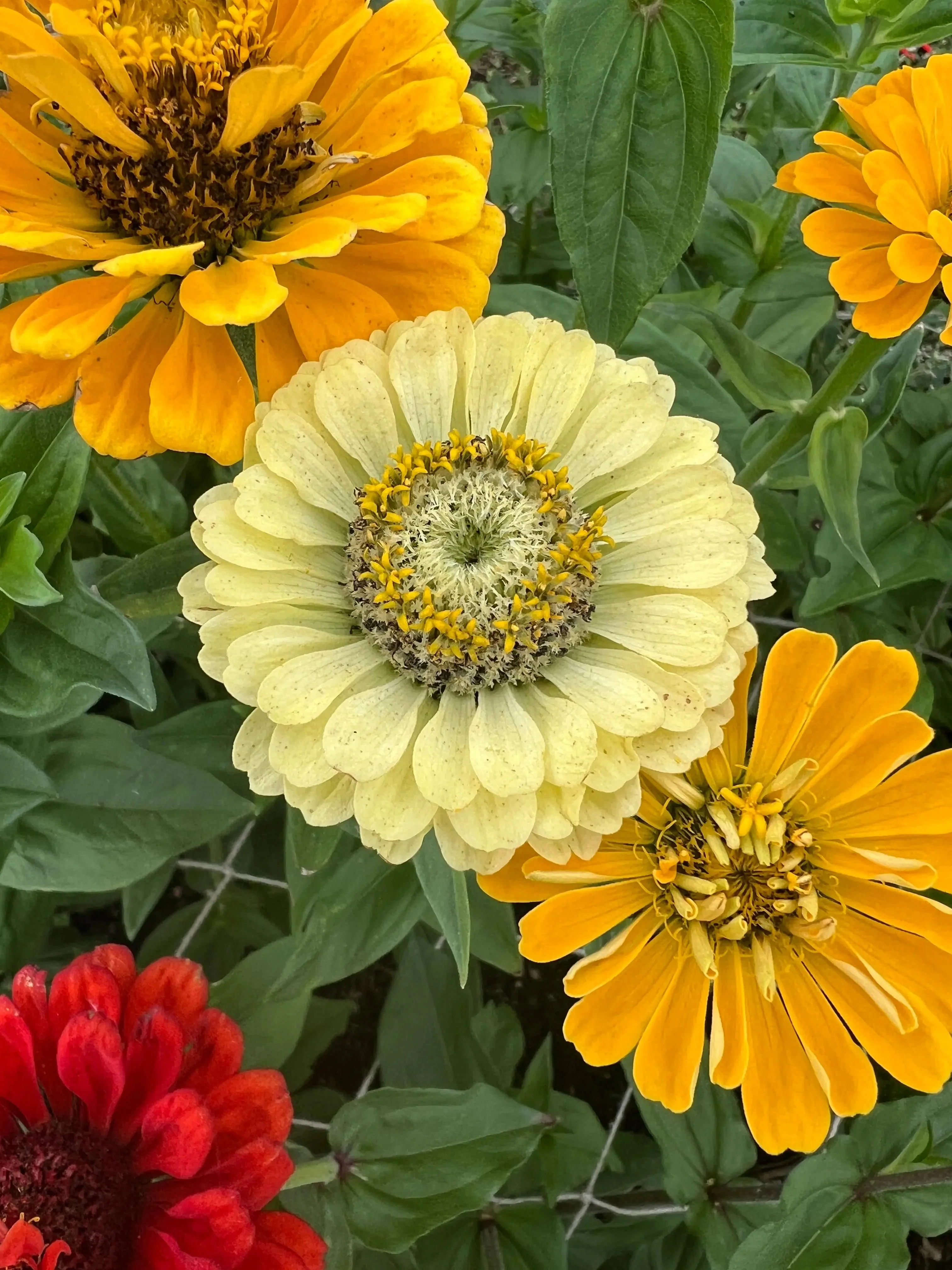 Zinnia Green Envy - Image 8
