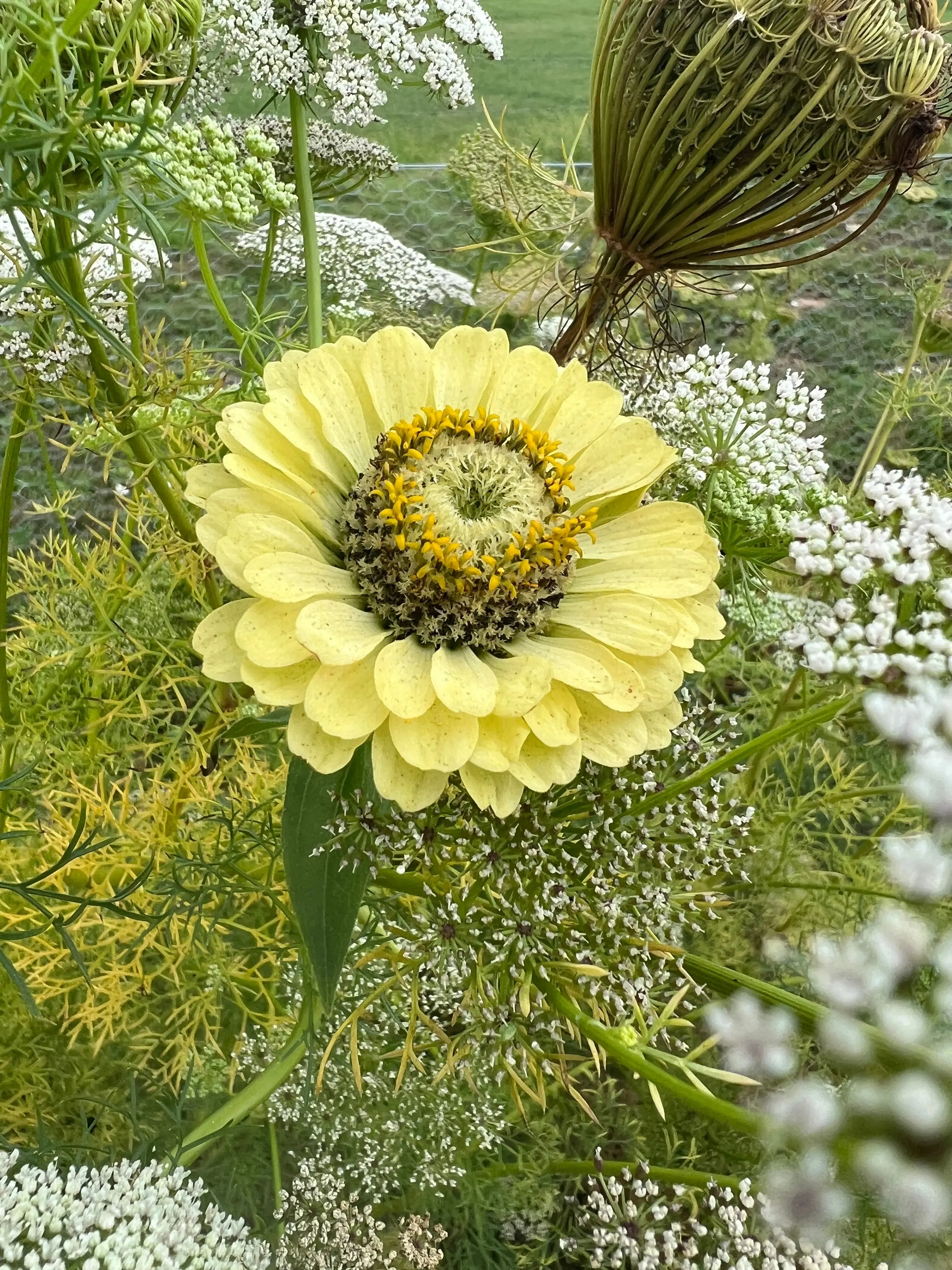 Zinnia Green Envy - Image 9