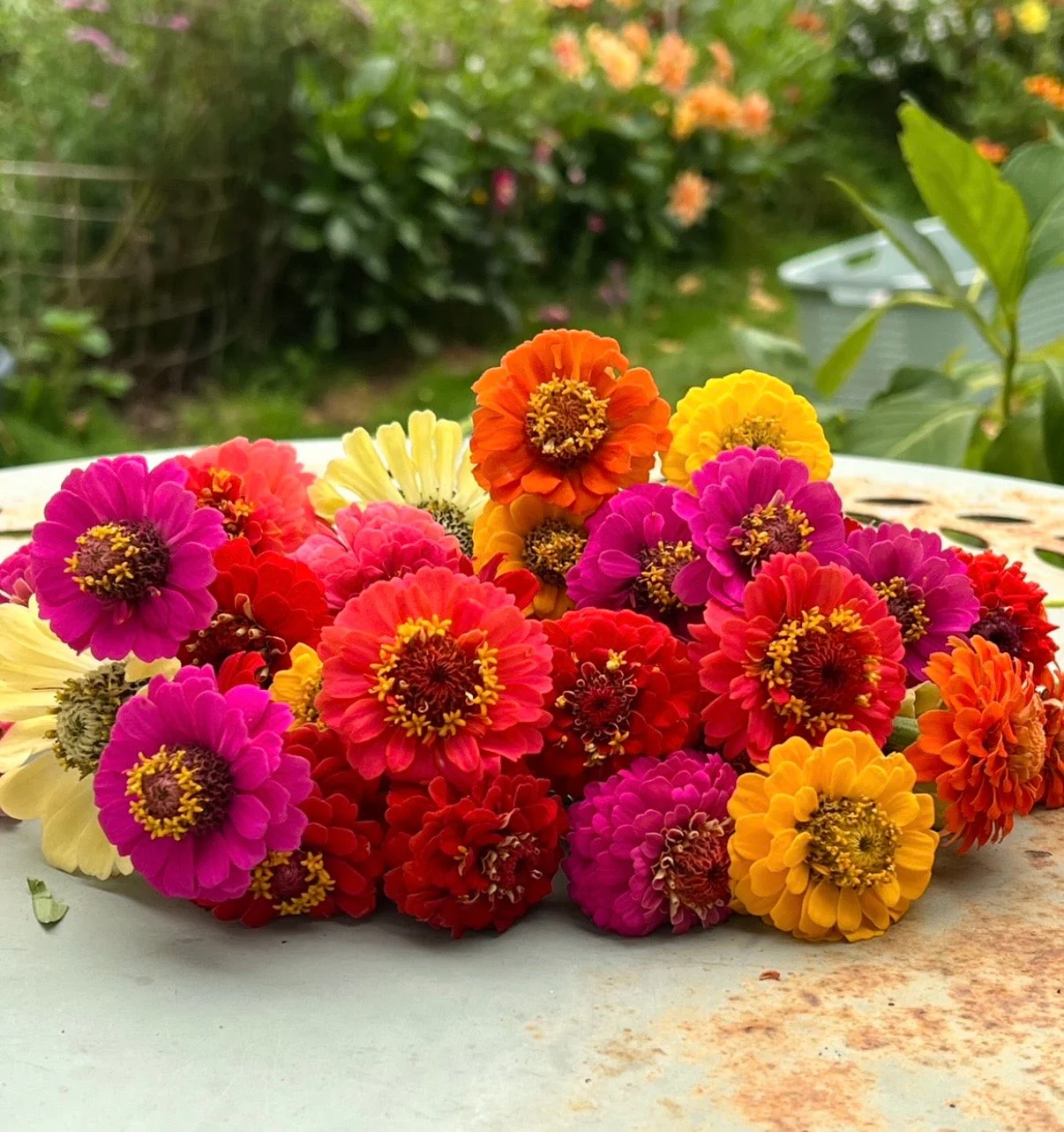 Zinnia Lilliput Mix - Image 4