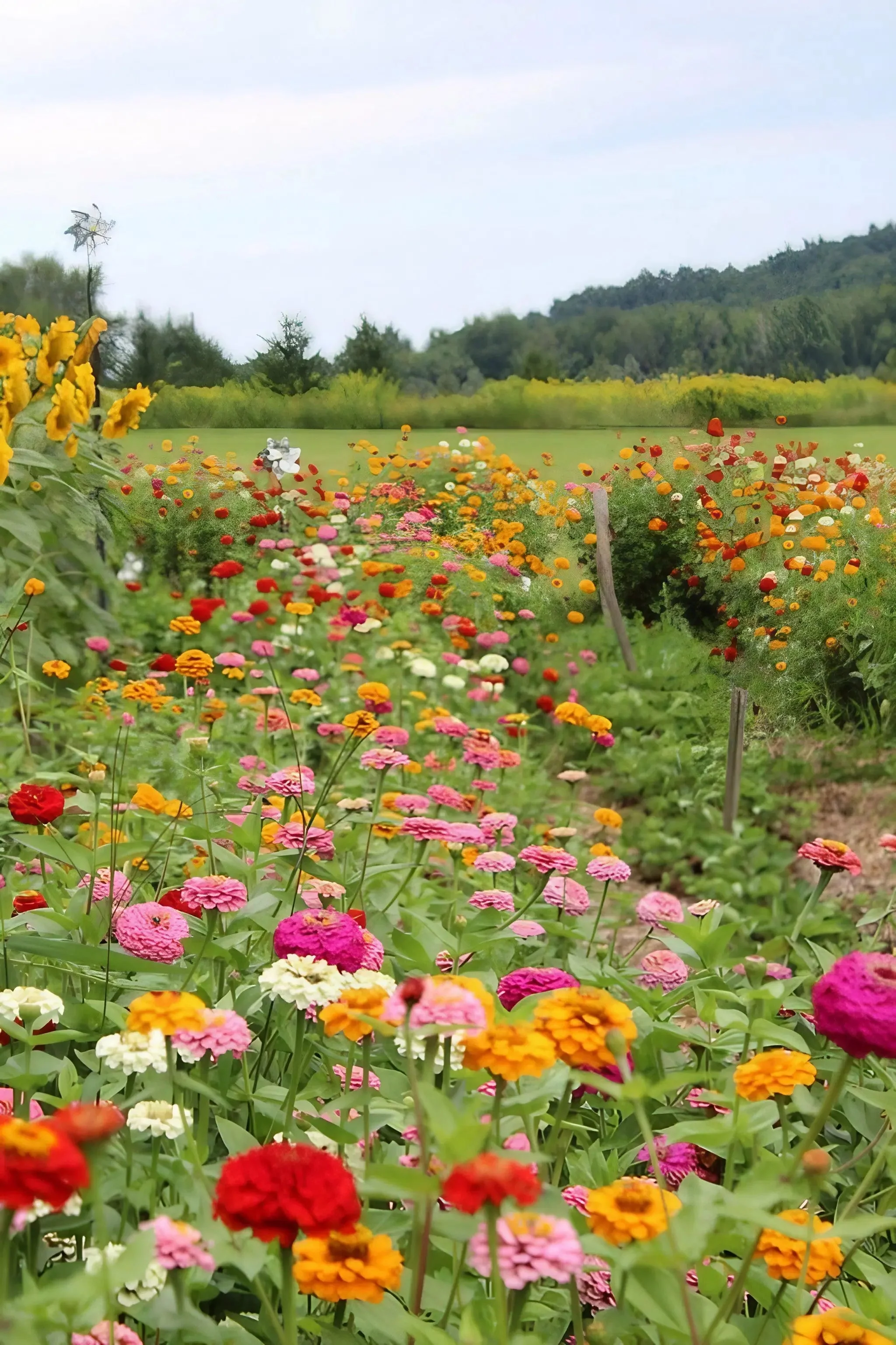 Zinnia Lilliput Mix - Image 9